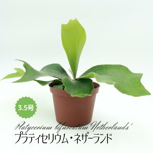 ~fBvc veBZE rtJclU[h 3.5