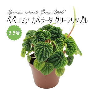 ~fBvc yy~A Jy[^ O[bv 3.5