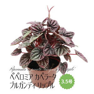 ~fBvc yy~A Jy[^ uKfBbv 3.5