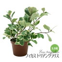 ◆ミディプランツ◆ フィカス トリアングラリス 3.5号鉢