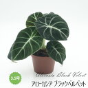 ◆ミディプランツ◆ アローカシア ブラックベルベット 3.5号鉢