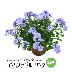 ◆ミディプランツ◆カンパヌラ ブルーワンダー 3.5号鉢