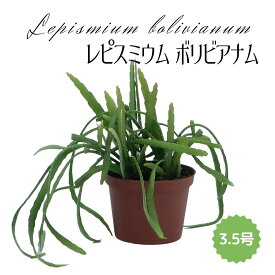 ◆ミディプランツ◆レピスミウム　ボリビアナム 3.5号鉢