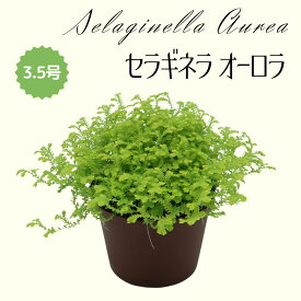 ◆ミディプランツ◆セラギネラ オーロラ 3.5号鉢