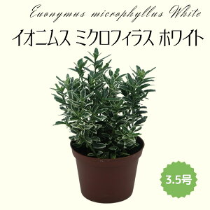 ~fBvc CIjX ~NtBXzCg 3.5