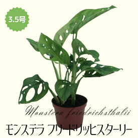 ◆ミディプランツ◆ モンステラ フリードリッヒスターリー 3.5号鉢