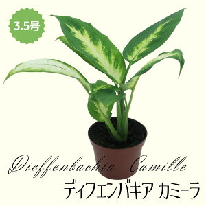 ~fBvc fBtFoLA J~[ 3.5