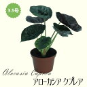 ◆ミディプランツ◆ アローカシア クプレア 3.5号鉢