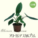 ◆ミディプランツ◆ アローカシア スカルプラム 3.5号鉢