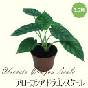 ◆ミディプランツ◆ アローカシア ドラゴンスケール 3.5号鉢