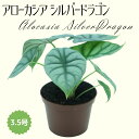 ◆ミディプランツ◆ アローカシア シルバードラゴン 3.5号鉢