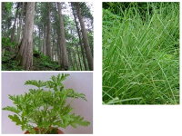 プロ仕様・虫よらず30ml送料無料(メール便)お試し用 業務用網戸スケベ虫対策【虫除けスプレー 虫除け アロマ オーガニック ディート不使用】 虫よらず(虫の忌避材)プロ仕様 スプレータイプ