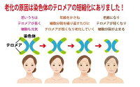 (テロメア・肌寿命・細胞から若返り・カッパフィカスアルバレジエキス・カルノシン・水溶性プロテオグリカン)白姫レディーレ46