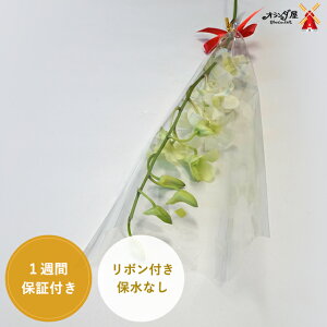 生花 デンファレ 農業資材 ガーデニング用品の人気商品 通販 価格比較 価格 Com