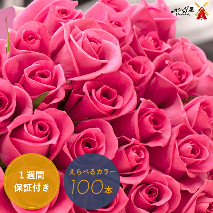 楽天市場 ゴージャス 色がえらべる バラ１００本の花束 品質保証 送料無料 薔薇 ブーケ 誕生日 結婚記念日 還暦 赤 ピンク 黄色 バラ１００本 花束 プロポーズ 遅れてゴメンね母の日 オランダ屋