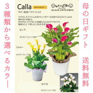 生花 カラー 鉢植えの人気商品 通販 価格比較 価格 Com 生花 カラー 鉢植えの人気商品 通販 価格比較 価格 Com