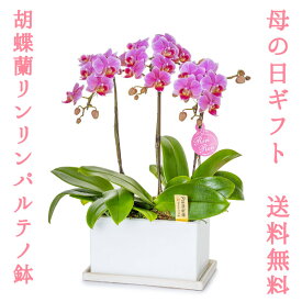楽天市場 花 オランダ屋の通販
