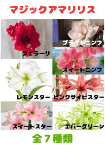 S7Zbg ̂ȂA}X }WbNA}X̋ 11{Jn 15%It