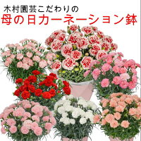 母の日 カーネーション鉢植 5号 品種指定! 日付指定可 【母の日対応商品】 千葉県銚子の木村園芸限定 カーネーション 母の日当日 カンタービレ イチゴホイップ ピンクエクレア オレンジジェラード マジックアワー フィエルテホワイト
