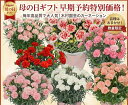 【数量限定】母の日カーネーション鉢植え 早割1980円｜8品種から厳選セレクト｜オランダ屋