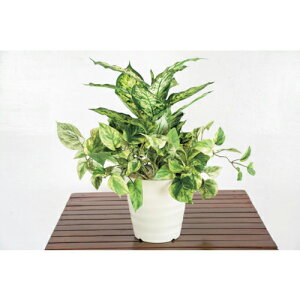 ySALEizO[NX lH/lHϗtA fBtFoLAA ( 6300028770 ) ()O[NX y[J[z