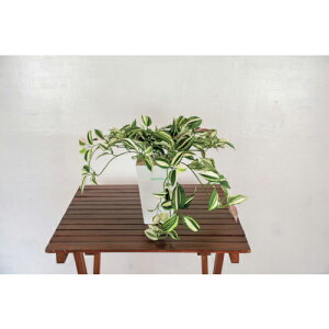 O[NX lH/lHϗtA _[O ( 6300028772 ) ()O[NX y[J[z