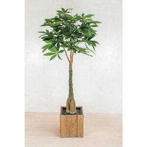 O[NX lH/lHϗtA pL ( 6300033755 ) ()O[NX y[J[z