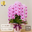 胡蝶蘭 恋姫エクセレント3本立ち 祝い花 胡蝶蘭 大輪 蘭 花 ギフト ピンク プレゼント お祝い 鉢植え 祝い花 開店祝い 開業祝い 開院祝い 就任祝い 竣工祝い 移転祝い 昇任祝い 退職祝い 叙勲祝い 受章祝い 送料無料 36輪以上 2026