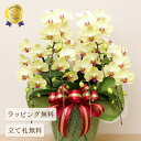 胡蝶蘭 フォーチュンザルツマンデラックス6本立ち 蘭 ミディ 祝い花 胡蝶蘭 陶器 鉢植え 寄せ植え 花 ギフト プレゼント 黄色 イエロー お祝い 父の日 母の日 誕生日 退職祝い 開業祝い 開店祝い 長寿祝い 還暦 緑寿 古希 喜寿 傘寿 米寿 卒寿 白寿 百寿 送料無料 2026
