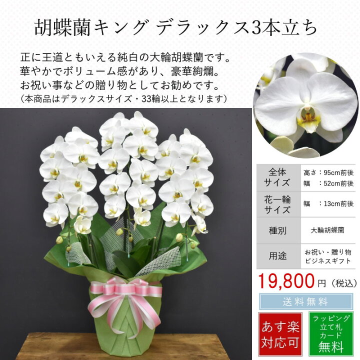 楽天市場 胡蝶蘭キングデラックス3本立ち お祝い 開店祝い 開業祝い 開院祝い 開設祝い 誕生日 あす楽 送料無料 ラッピング無料 メッセージカード無料 立て札無料 高品質 白 花 大輪 胡蝶蘭の専門店オーキッドハウス