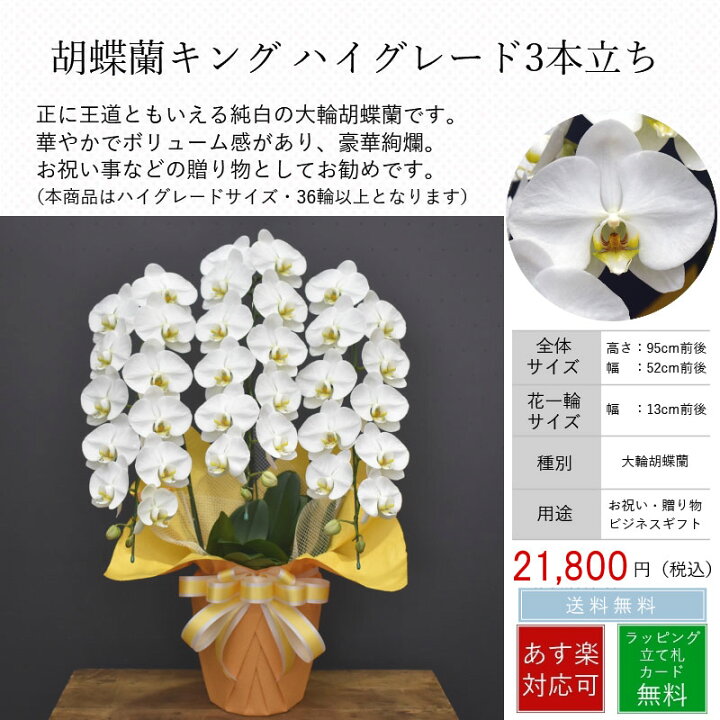 楽天市場 胡蝶蘭 キングハイグレード3本立ち あす楽 お祝い 開店祝い 開業祝 ご就任祝い 開設祝い 竣工祝い 誕生日 受賞祝い 叙勲祝い 当選祝い 送料無料 ラッピング無料 立て札無料 白 花 大輪 胡蝶蘭の専門店オーキッドハウス