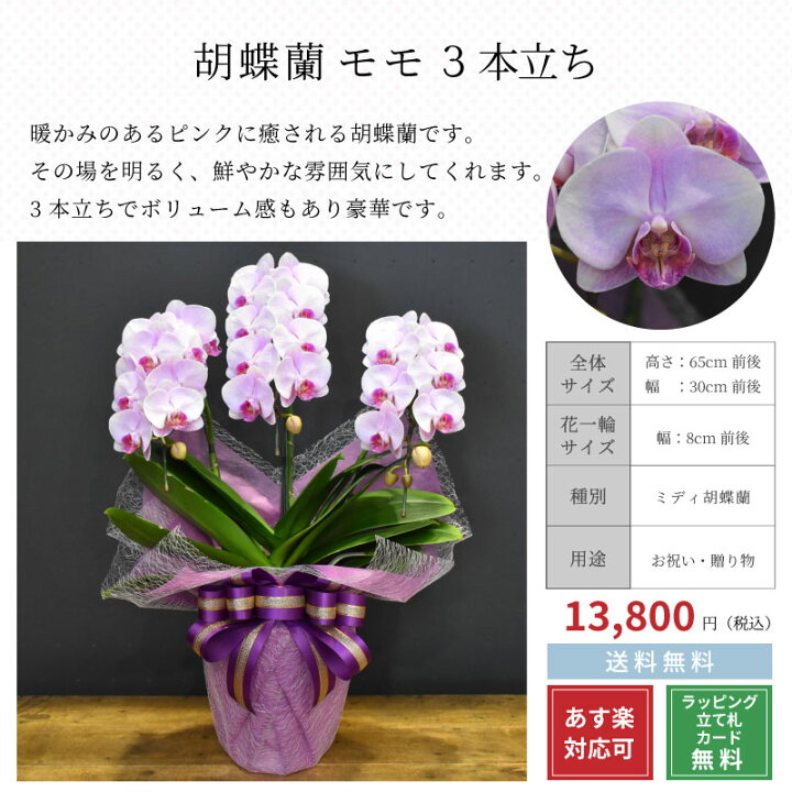 高額売筋 胡蝶蘭フォーチュンザルツマン5本立ち お祝い 開店祝い 開業祝い お誕生日 長寿祝い 母の日 父の日 敬老の日 季節のイベント Therealchicago Com