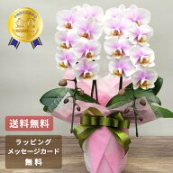 胡蝶蘭 ミニ 蘭 ミディ もも姫2本立ち 花 ギフト 祝い花 胡蝶蘭 ピンク お祝い 父の日 母の日 開店祝い …