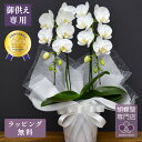 胡蝶蘭 スーパーアマビリス2本立ち お供え用【全国洋らん品評会金賞受賞胡蝶蘭】 胡蝶蘭 お供え 蘭 ミディ 花 白 お供え花 鉢植え お盆 新盆 お彼岸 法要 送料無料 金賞