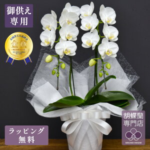 胡蝶蘭 スーパーアマビリス2本立ち お供え用【全国洋らん品評会金賞受賞胡蝶蘭】 胡蝶蘭 お供え 蘭 ミディ 花 白 お供え花 鉢植え お盆 新盆 お彼岸 法要 送料無料 金賞