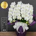 胡蝶蘭 スーパーアマビリス3本立ち お供え【全国洋らん品評会金賞受賞胡蝶蘭】花 蘭 ミディ 陶器 鉢植え 白 お供え花 お盆 新盆 お彼岸 法要 命日 送料無料 金賞