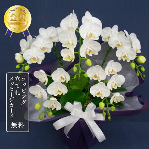 胡蝶蘭 スーパーアマビリス5本立ち お供え 蘭 ミディ 花 白 胡蝶蘭 お供え お供え花 鉢植え 寄せ植え お盆 新盆 お彼岸 法要 献上花 送料無料