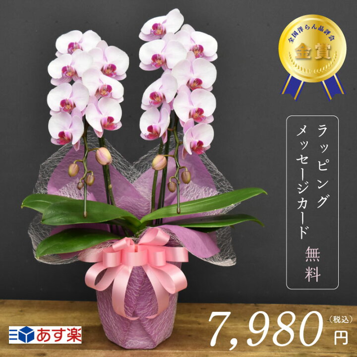 楽天市場 胡蝶蘭彩2本立ち 全国洋らん品評会金賞受賞胡蝶蘭 胡蝶蘭 お祝い 誕生日 季節のイベント 父の日 還暦 緑寿 古希 喜寿 傘寿 米寿 卒寿 白寿 百寿 贈り物 長持ち 高品質 ピンク ギフト インテリア ミディ 送料無料 ラッピング無料 メッセージカード無料 ピンク