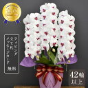 胡蝶蘭 42輪以上 スノーキッスエクセレント3本立ち 大輪 蘭 花 紅白 ギフト お祝い プレゼント 鉢植え 誕生日 長寿祝い 開店祝い 開業祝い 開院祝い 就任祝い 竣工祝い 移転祝い 昇任祝い 退職祝い 叙勲祝い 受章祝い 送料無料 金賞 2025