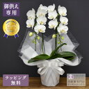 胡蝶蘭 スーパーアマビリス2本立ち お供え用【全国洋らん品評会金賞受賞胡蝶蘭】 胡蝶蘭 お供え 蘭 ミディ 花 白 お供え花 鉢植え お盆 新盆 お彼岸 法要 送料無料 金賞