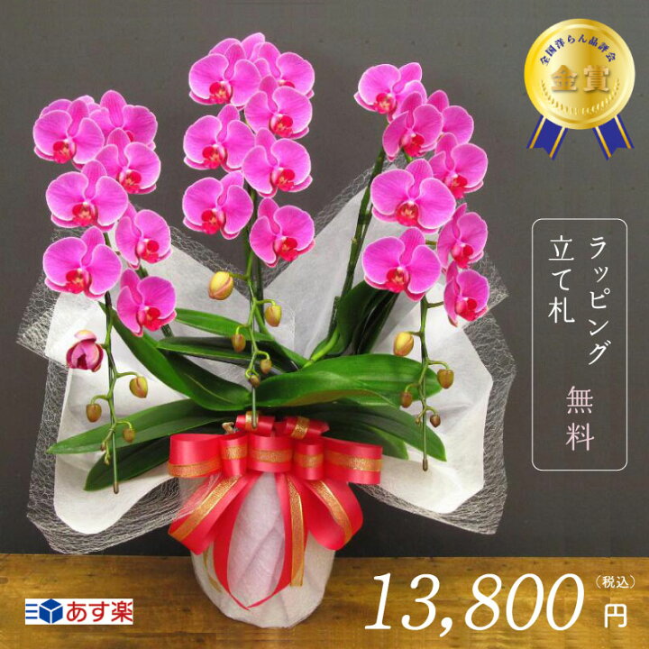 楽天市場 胡蝶蘭カレン3本立ち 胡蝶蘭 お祝い お誕生日 退職 開店祝い 開業祝い 移転 昇進 昇格 叙勲 還暦 緑寿 古希 喜寿 傘寿 米寿 卒寿 白寿 百寿 ミディ胡蝶蘭 ピンク 3本立ち 30輪前後 送料無料 高品質 金賞 季節のイベント 敬老の日 花 胡蝶蘭の専門店