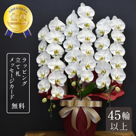 胡蝶蘭 45輪以上 キングエクセレント3本立ち 大輪 祝い花 胡蝶蘭 蘭 花 白 お祝い ギフト プレゼント 鉢植え 開店祝い 開業祝い 開院祝い 就任祝い 竣工祝い 移転祝い 昇任祝い 退職祝い 叙勲祝い 受章祝い 送料無料 2025