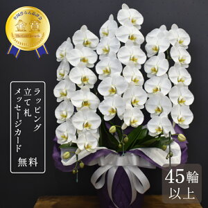 胡蝶蘭 45輪以上 キングエクセレント3本立ち お供え 大輪 蘭 胡蝶蘭 お供え 花 白 お供え花 鉢植え お盆 新盆 お彼岸 命日 法要 送料無料 2025