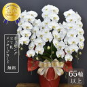 胡蝶蘭 65輪以上 キングエクセレント5本立ち【全国洋らん品評会金賞受賞胡蝶蘭】 大輪 蘭 花 ギフト 鉢植え 白 お祝い 開店祝い 開業祝い 開院祝い 就任祝い 竣工祝い 移転祝い 昇任祝い 退職祝い 叙勲祝い 受章祝い 送料無料 金賞