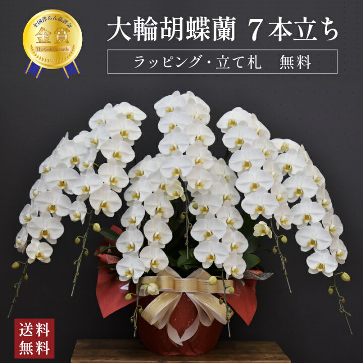 楽天市場】胡蝶蘭 90輪以上 キングエクセレント7本立ち【要予約】大輪 