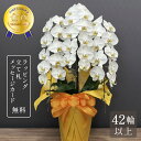 胡蝶蘭 42輪以上 キングハイグレード3本立ち 大輪 蘭 花 白 ギフト お祝い プレゼント 鉢植え 長寿祝い 開店祝い 開業祝い 開院祝い 就任祝い 竣工祝い 移転祝い 昇任祝い 退職祝い 叙勲祝い 受章祝い 送料無料 2025