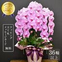 胡蝶蘭 恋姫エクセレント3本立ち 大輪 蘭 花 ギフト ピンク プレゼント 祝い花 胡蝶蘭 お祝い 鉢植え 祝い花 開店祝い 開業祝い 開院祝い 就任祝い 竣工祝い 移転祝い 昇任祝い 退職祝い 叙勲祝い 受章祝い 送料無料 36輪以上 2025