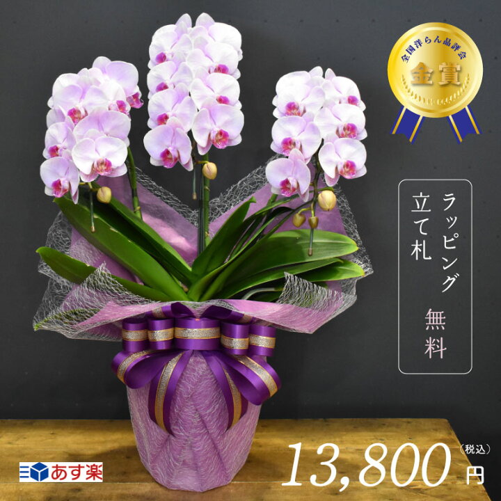 楽天市場 胡蝶蘭モモ3本立ち 全国洋らん品評会金賞受賞胡蝶蘭 お祝い 誕生日 昇進祝い 開店祝い 開業祝い 季節のイベント 父の日 敬老の日 還暦 緑寿 古希 喜寿 傘寿 米寿 卒寿 白寿 百寿 送料無料 ラッピング無料 立て札無料 高品質 金賞 ピンク ミディ 花 胡蝶蘭