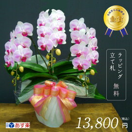 楽天市場 胡蝶蘭オリビア3本立ち 送料無料 ラッピング無料 メッセージカード無料 立て札無料 高品質 お祝い お誕生 退職祝い 季節のイベント ミディ 花 胡蝶蘭の専門店オーキッドハウス