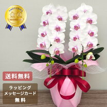 楽天市場】紅白 蘭（鉢花｜花・観葉植物）：花・ガーデン・DIYの通販